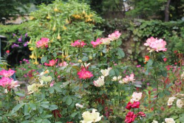 Göz kamaştırıcı Çok Renkli Gül Çiçekleri: Eşsiz ve Canlı Çiçek Güzelliği