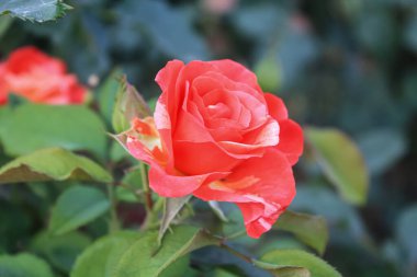 Narin Pembe Gül Çiçekleri: Zarif ve Zarif Çiçek, Bahçeler ve Buketler İçin Mükemmel