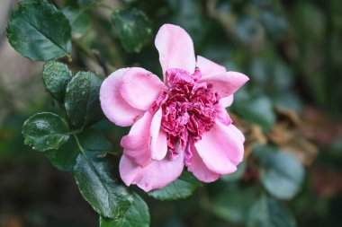 Narin Pembe Gül Çiçekleri: Zarif ve Zarif Çiçek, Bahçeler ve Buketler İçin Mükemmel