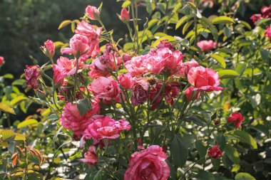 Narin Pembe Gül Çiçekleri: Zarif ve Zarif Çiçek, Bahçeler ve Buketler İçin Mükemmel