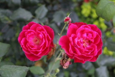 Narin Pembe Gül Çiçekleri: Zarif ve Zarif Çiçek, Bahçeler ve Buketler İçin Mükemmel