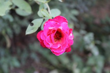 Narin Pembe Gül Çiçekleri: Zarif ve Zarif Çiçek, Bahçeler ve Buketler İçin Mükemmel