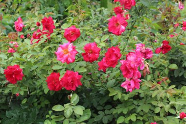 Narin Pembe Gül Çiçekleri: Zarif ve Zarif Çiçek, Bahçeler ve Buketler İçin Mükemmel