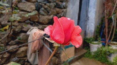 Narin Pembe Gül Çiçekleri: Zarif ve Zarif Çiçek, Bahçeler ve Buketler İçin Mükemmel