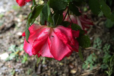 Narin Pembe Gül Çiçekleri: Zarif ve Zarif Çiçek, Bahçeler ve Buketler İçin Mükemmel