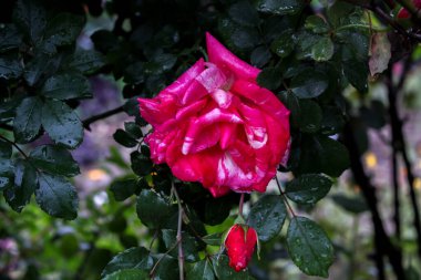 Narin Pembe Gül Çiçekleri: Zarif ve Zarif Çiçek, Bahçeler ve Buketler İçin Mükemmel