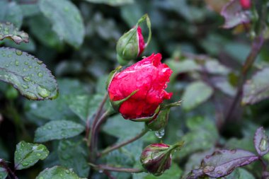 Narin Pembe Gül Çiçekleri: Zarif ve Zarif Çiçek, Bahçeler ve Buketler İçin Mükemmel