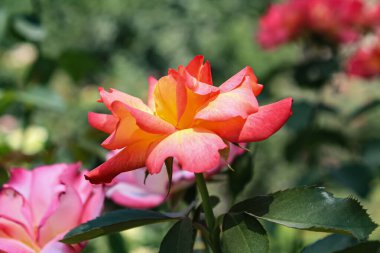 Pinky Yellow Rose Blooms: Eşsiz ve canlı Çiçek Güzelliği, Bahçeler ve Buketler İçin Mükemmel