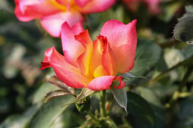 Pinky Yellow Rose Blooms: Eşsiz ve canlı Çiçek Güzelliği, Bahçeler ve Buketler İçin Mükemmel