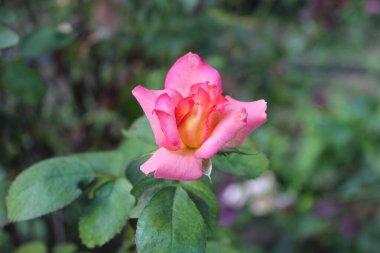 Pinky Yellow Rose Blooms: Eşsiz ve canlı Çiçek Güzelliği, Bahçeler ve Buketler İçin Mükemmel