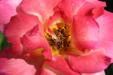 Pinky Yellow Rose Blooms: Eşsiz ve canlı Çiçek Güzelliği, Bahçeler ve Buketler İçin Mükemmel