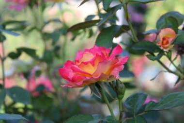 Pinky Yellow Rose Blooms: Eşsiz ve canlı Çiçek Güzelliği, Bahçeler ve Buketler İçin Mükemmel