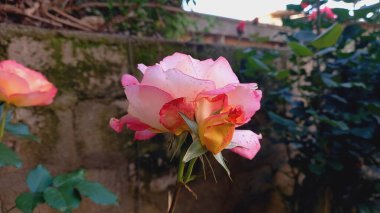 Pinky Yellow Rose Blooms: Eşsiz ve canlı Çiçek Güzelliği, Bahçeler ve Buketler İçin Mükemmel