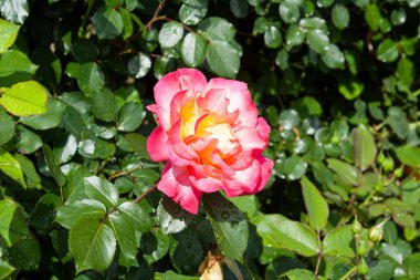 Pinky Yellow Rose Blooms: Eşsiz ve canlı Çiçek Güzelliği, Bahçeler ve Buketler İçin Mükemmel