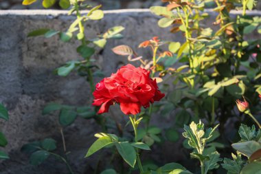Canlı Kırmızı Gül Çiçekleri: Klasik Çiçek Zarafeti, Romantik Buketler ve Bahçe Sergisi İçin Mükemmel