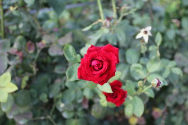 Canlı Kırmızı Gül Çiçekleri: Klasik Çiçek Zarafeti, Romantik Buketler ve Bahçe Sergisi İçin Mükemmel