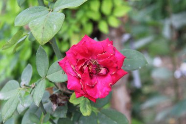 Canlı Kırmızı Gül Çiçekleri: Klasik Çiçek Zarafeti, Romantik Buketler ve Bahçe Sergisi İçin Mükemmel