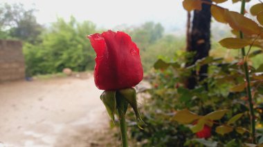 Canlı Kırmızı Gül Çiçekleri: Klasik Çiçek Zarafeti, Romantik Buketler ve Bahçe Sergisi İçin Mükemmel