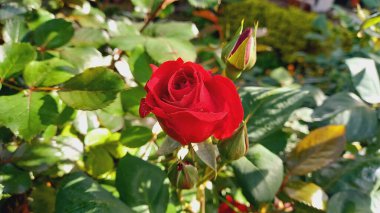 Canlı Kırmızı Gül Çiçekleri: Klasik Çiçek Zarafeti, Romantik Buketler ve Bahçe Sergisi İçin Mükemmel