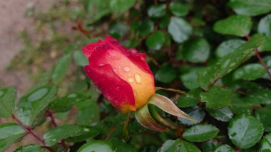 Canlı Kırmızı Gül Çiçekleri: Klasik Çiçek Zarafeti, Romantik Buketler ve Bahçe Sergisi İçin Mükemmel