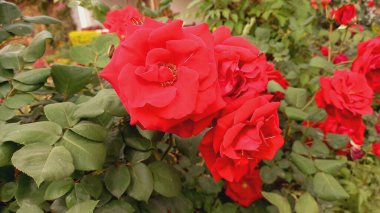 Canlı Kırmızı Gül Çiçekleri: Klasik Çiçek Zarafeti, Romantik Buketler ve Bahçe Sergisi İçin Mükemmel