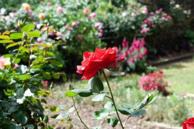 Canlı Kırmızı Gül Çiçekleri: Klasik Çiçek Zarafeti, Romantik Buketler ve Bahçe Sergisi İçin Mükemmel