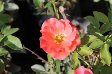 Pinky Orange Rose Çiçekleri: Canlı Renklerle Sersemletici Çiçekler, Bahçeler ve Buketler İçin İdeal