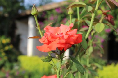 Pinky Orange Rose Çiçekleri: Canlı Renklerle Sersemletici Çiçekler, Bahçeler ve Buketler İçin İdeal