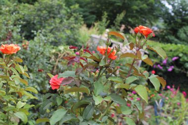 Pinky Orange Rose Çiçekleri: Canlı Renklerle Sersemletici Çiçekler, Bahçeler ve Buketler İçin İdeal