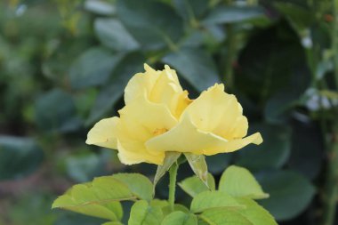 Parlak Sarı Gül Çiçekleri, Canlı Çiçek Açan Çiçek, Bahçeler ve Buketler İçin Mükemmel