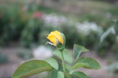 Parlak Sarı Gül Çiçekleri, Canlı Çiçek Açan Çiçek, Bahçeler ve Buketler İçin Mükemmel