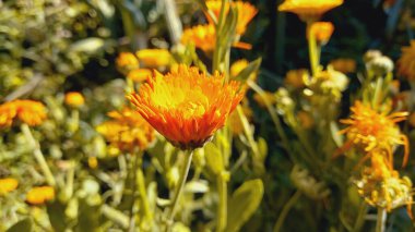 Esrar Meri Gold, Calendula veya Tagetes ereksiyon sarı bahçe çiçeği