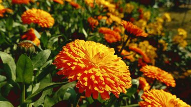 Esrar Meri Gold, Calendula veya Tagetes ereksiyon sarı bahçe çiçeği