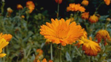 Pot Meri Gold, Calendula or Tagetes erecta yellow garden flower clipart