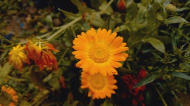 Pot Meri Gold, Calendula or Tagetes erecta yellow garden flower clipart