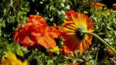 Esrar Meri Gold, Calendula veya Tagetes ereksiyon sarı bahçe çiçeği