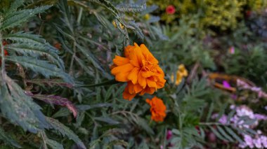 Esrar Meri Gold, Calendula veya Tagetes ereksiyon sarı bahçe çiçeği