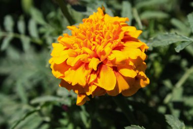 Esrar Meri Gold, Calendula veya Tagetes ereksiyon sarı bahçe çiçeği