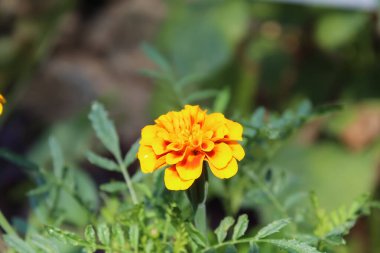 Esrar Meri Gold, Calendula veya Tagetes ereksiyon sarı bahçe çiçeği