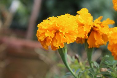 Pot Meri Gold, Calendula or Tagetes erecta yellow garden flower clipart