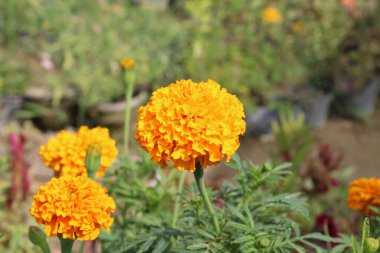 Esrar Meri Gold, Calendula veya Tagetes ereksiyon sarı bahçe çiçeği