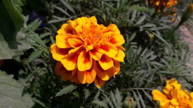 Pot Meri Gold, Calendula or Tagetes erecta yellow garden flower clipart