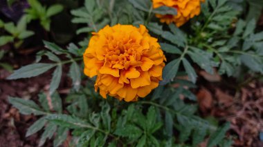 Esrar Meri Gold, Calendula veya Tagetes ereksiyon sarı bahçe çiçeği