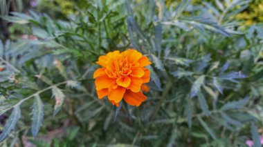 Esrar Meri Gold, Calendula veya Tagetes ereksiyon sarı bahçe çiçeği