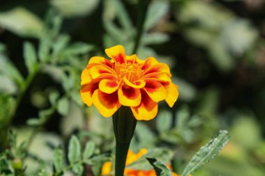 Aztek Merigold, Tagetes Erecta veya Calendula sarı ve kırmızı çiçekleri