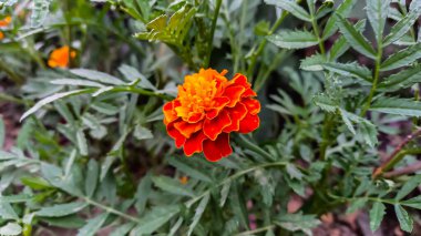 Aztek Merigold, Tagetes Erecta veya Calendula sarı ve kırmızı çiçekleri