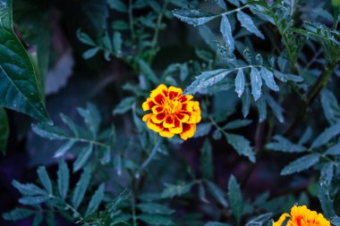 Aztek Merigold, Tagetes Erecta veya Calendula sarı ve kırmızı çiçekleri