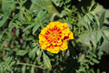 Aztek Merigold, Tagetes Erecta veya Calendula sarı ve kırmızı çiçekleri