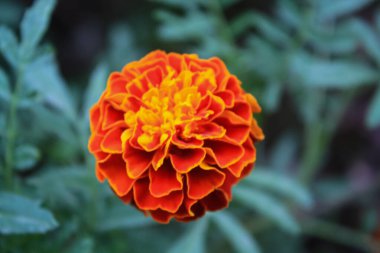 Aztek Merigold, Tagetes Erecta veya Calendula sarı ve kırmızı çiçekleri