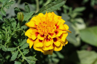 Aztek Merigold, Tagetes Erecta veya Calendula sarı ve kırmızı çiçekleri